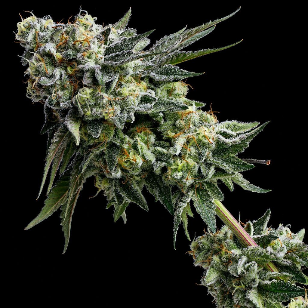 Strawberry Pie Strain by Raw Genetics (Strawberry Fritter x Georgia Pie)