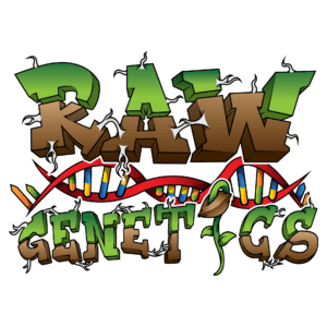 Pirate's Milk x Jelly Donut Strain by Raw Genetics