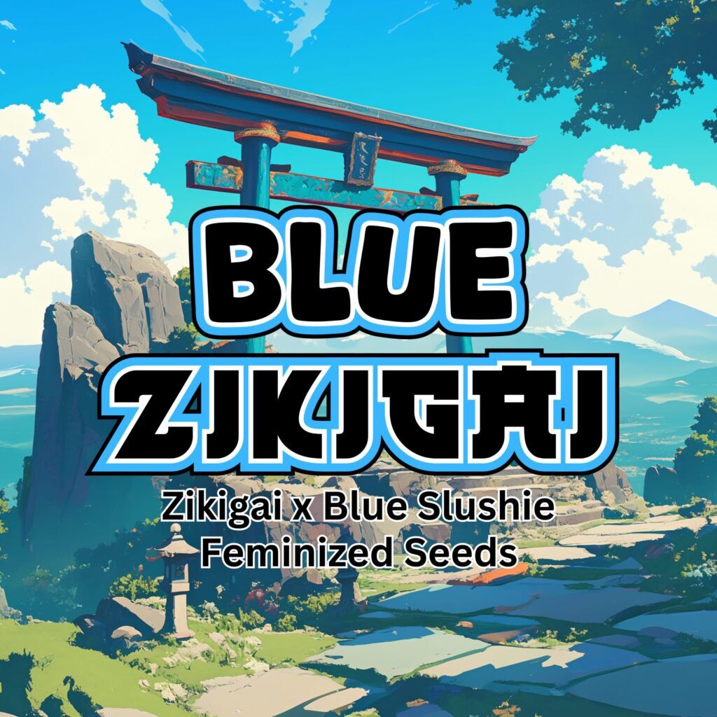 Blue Zikigai strain by Raw Genetics (Blue Slushie x Zikigai)